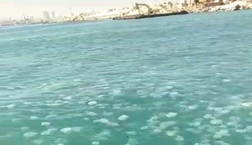 A dense jellyfish swarm in the sea near Ashdod port