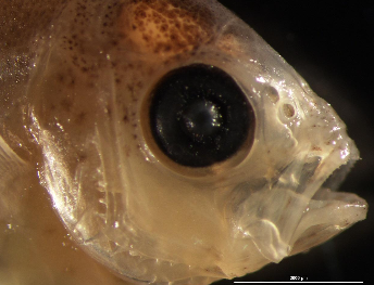 Close-up of the head of a larval fish showing the large eye and open jaw