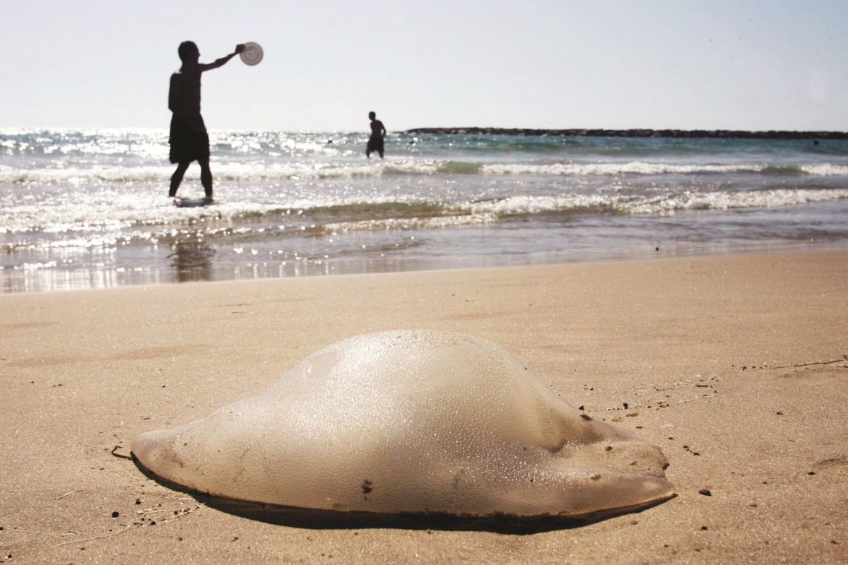 A jellyfish underwater, cover image of the Maariv feature on jellyfish researchers and enthusiasts