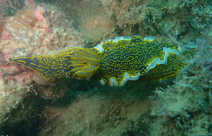 Sea slug patterned with fine yellow lines over a dark green body on the reef