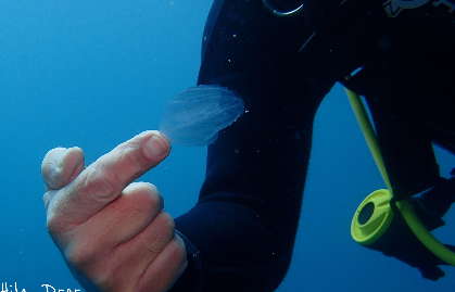 Diver holding a small transparent jellyfish on a fingertip in blue open water