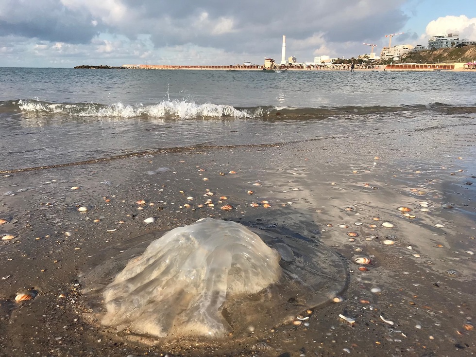 A large winter jellyfish on the Israeli shoreline