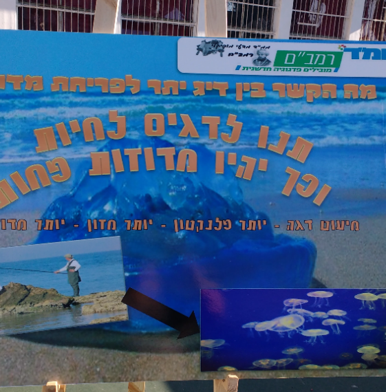 Pupil poster: the link between overfishing and jellyfish blooms