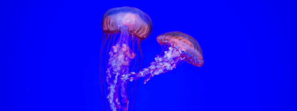 A pink jellyfish drifting in blue water