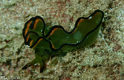 Green flatworm with black and orange ruffled margins on the seabed