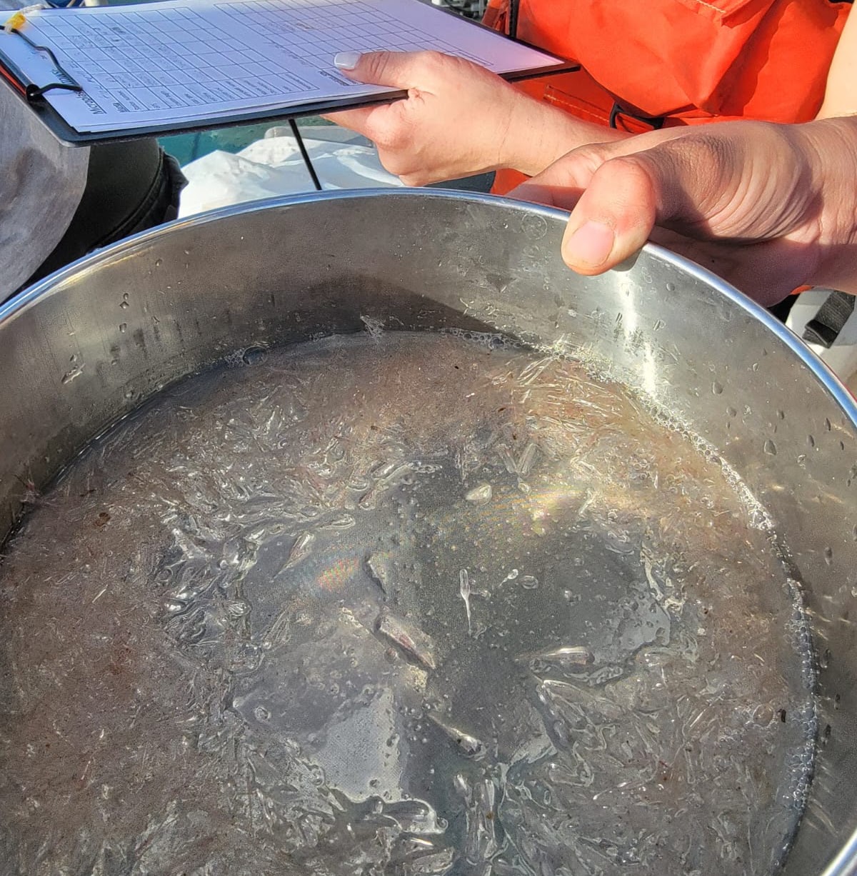 Stainless tray of seawater holding transparent arrow worms, held beside a field data sheet on a clipboard
