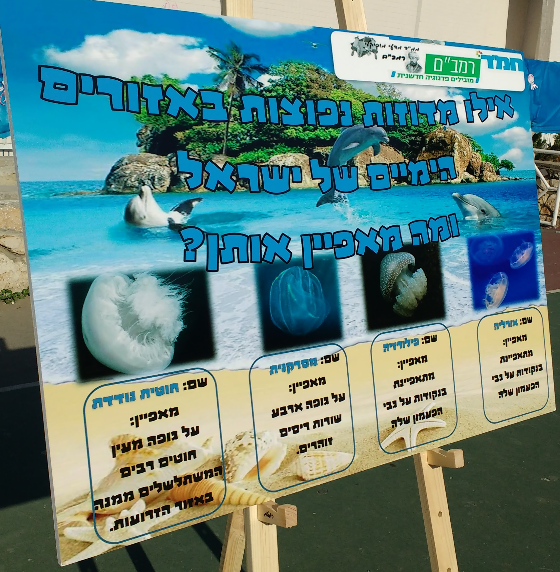 Pupil poster: which jellyfish are common in Israel's waters, and what characterizes them