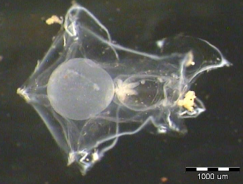 Small transparent ctenophore-like plankter with an internal sphere and a 1000 micrometre scale bar