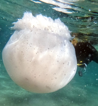 A large white jellyfish photographed just under the surface, with a snorkeller behind it