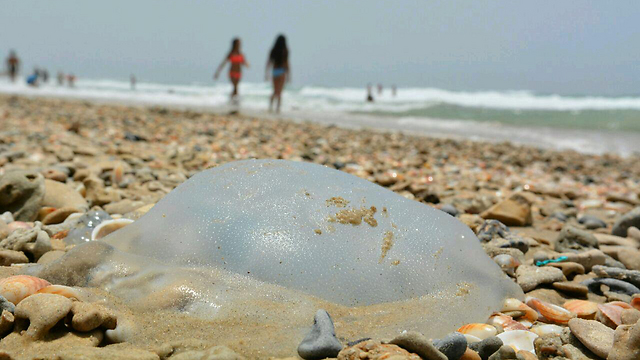 A jellyfish swarm off the Israeli coast, illustrating the Meduzot Ba'am app report