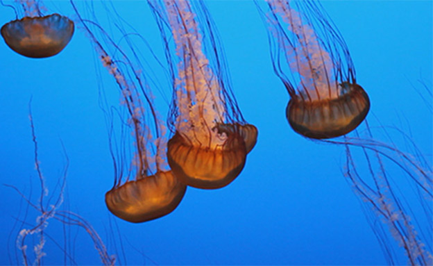 A jellyfish swarm off the Israeli coast