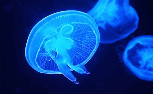 Jellyfish swimming in blue water