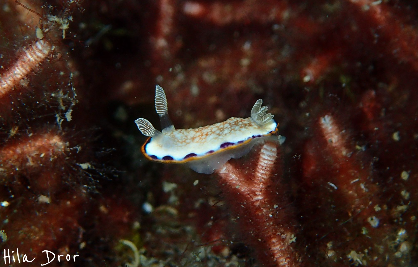 White nudibranch with a blue-dotted mantle margin and striped rhinophores