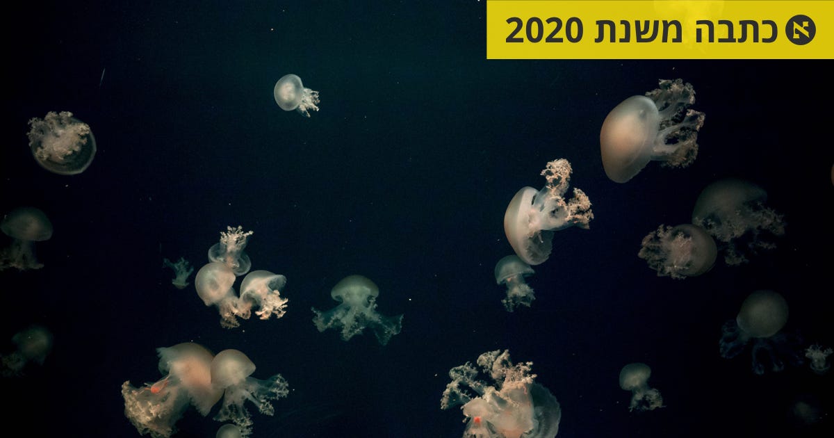 Jellyfish photographed in the Mediterranean, cover image of the Haaretz magazine feature