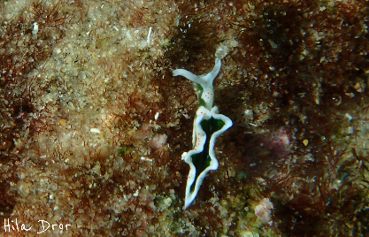 White and black sea slug moving across an encrusted rocky surface