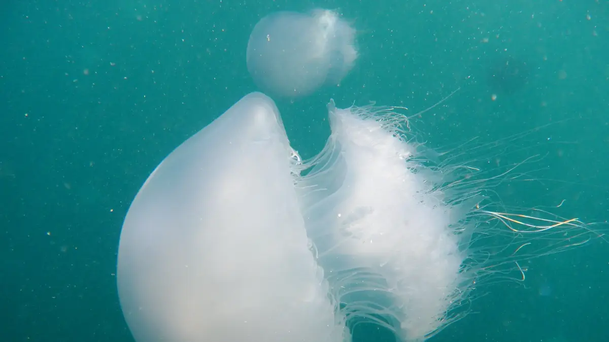 Jellyfish in the shallow water of an Israeli beach
