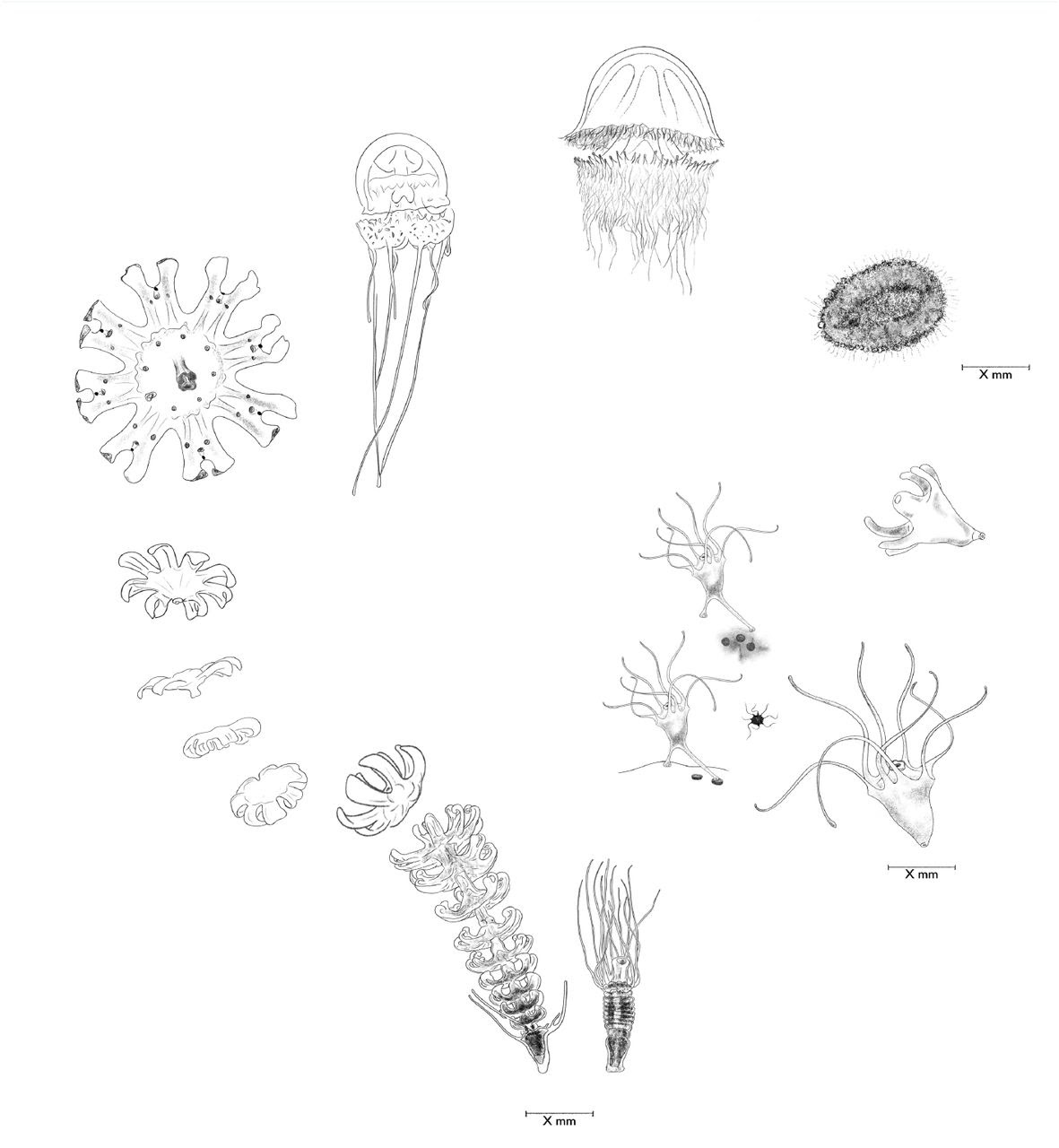 Scientific drawings of Rhopilema nomadica life-cycle stages arranged clockwise
