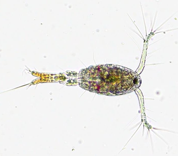Microscope image of a marine copepod plankton specimen