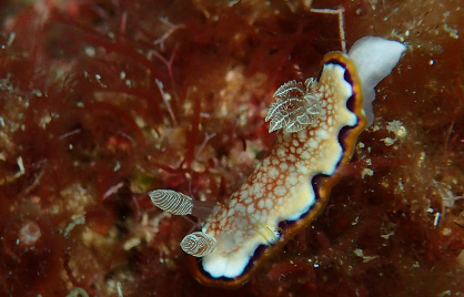 Nudibranch with orange spots and a dark mantle margin laying a white egg ribbon