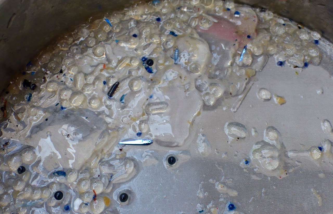 Close-up of many barrel-shaped salps, a striped amphipod and a small silver fish larva in a sampling tray
