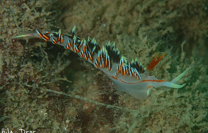 Nudibranch with orange and white tipped cerata crawling over algae-covered rock