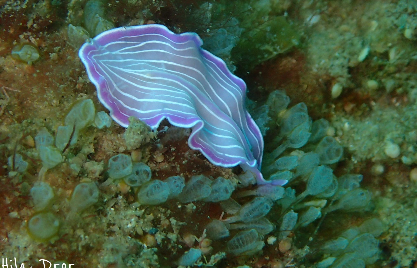Violet flatworm with fine white lines gliding over tunicates on the reef