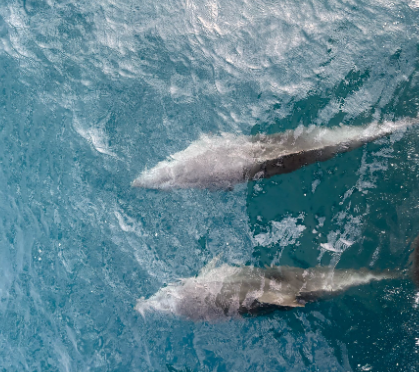 Two dolphins swimming just below the surface, seen from above