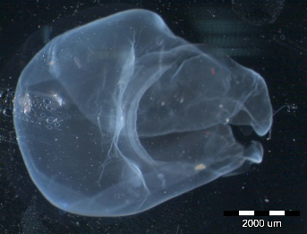 Transparent gelatinous zooplankton specimen photographed under the microscope with a 2000 micrometre scale bar