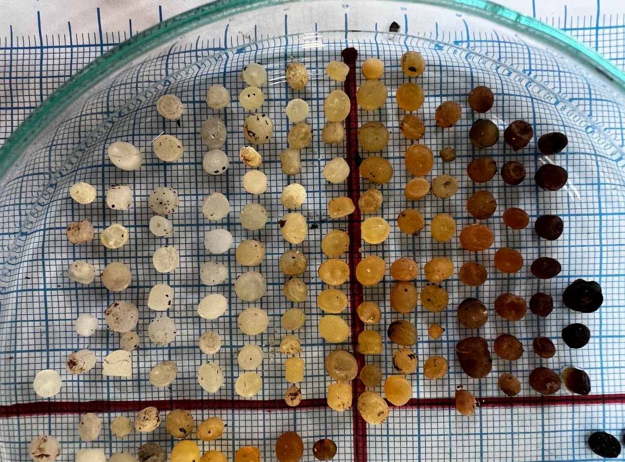 Microplastic particles sorted by color on a laboratory counting grid