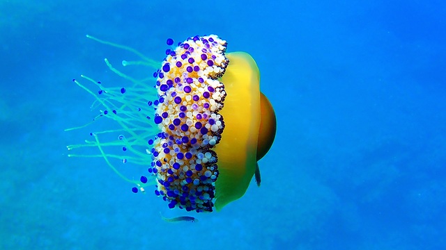 Jellyfish drifting in blue water, illustrating the Ynet report on new jellyfish names