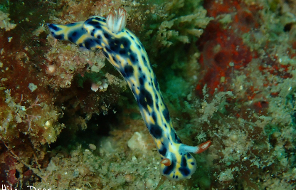 Blue nudibranch with yellow margins and dark spots on a reef covered with algae