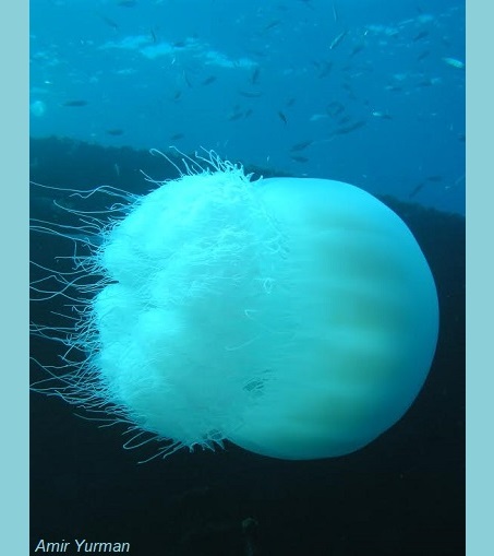 A jellyfish photographed underwater, cover image of the Kesher Savta article