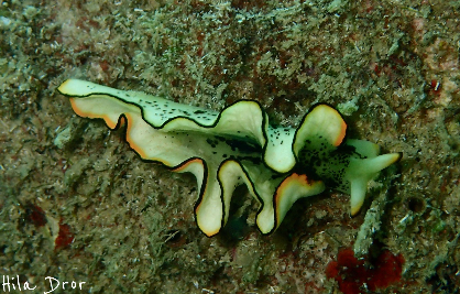 Yellow-green flatworm with an orange margin spread across the reef