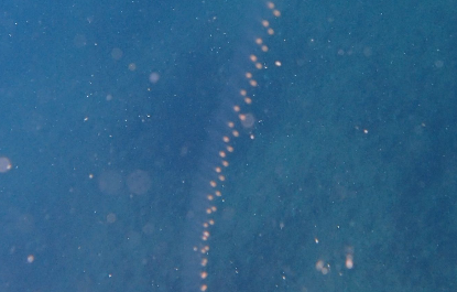 Long chain of salps floating in open blue water