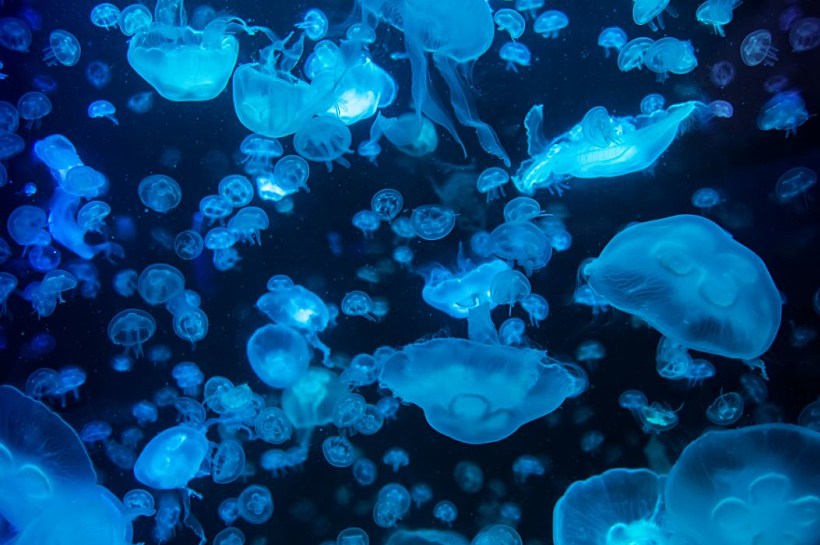 A jellyfish swarm, cover image of the Channel 13 television report