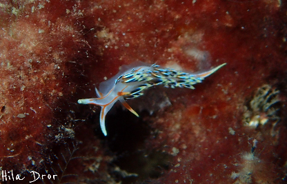 Pale nudibranch with slender cerata against a red sponge-covered rock