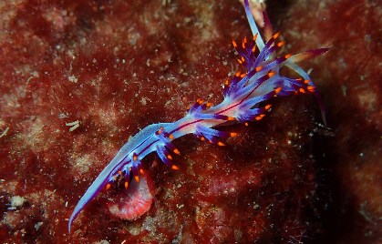 Violet nudibranch with orange-tipped cerata on a red encrusted rock