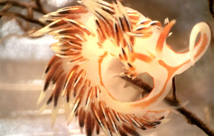 Close-up of a cream coloured nudibranch with brown and white striped cerata