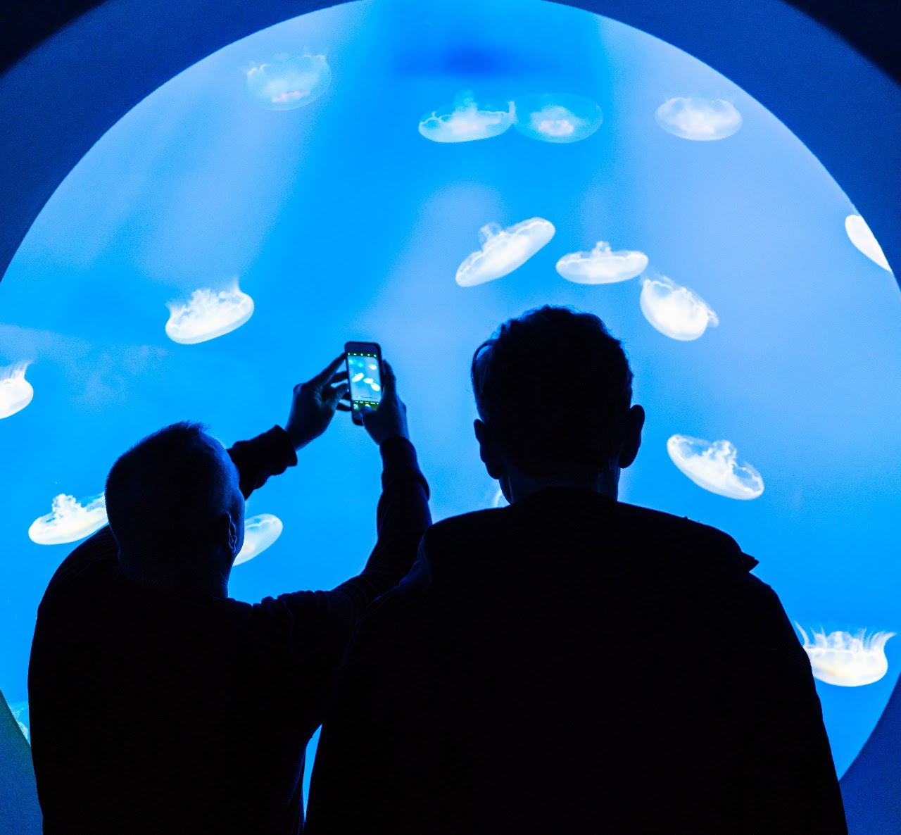 Visitors photographing moon jellyfish through a blue aquarium viewing window
