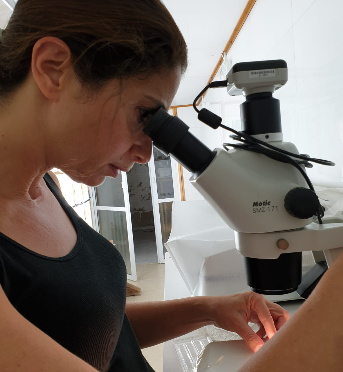 A researcher looking through a binocular microscope in the field laboratory