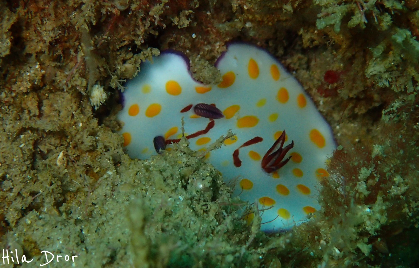White nudibranch with orange spots and dark gills resting on the reef