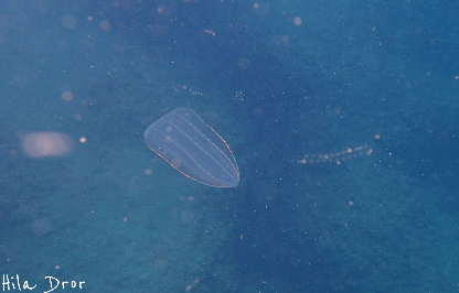 Comb jelly drifting in blue water with a chain of salps nearby