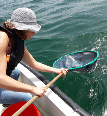 A researcher leaning over the side of a boat, lifting a jellyfish out of the sea with a hand net