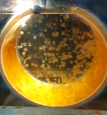 Dozens of small ephyrae and young jellyfish drifting in a circular culture vessel lit from below