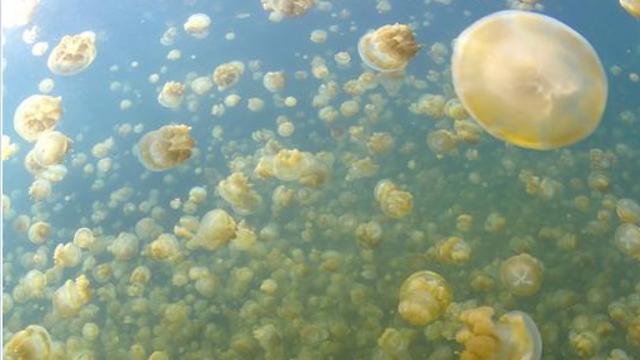 A jellyfish in blue water, illustrating the GoJelly microplastic-filter research