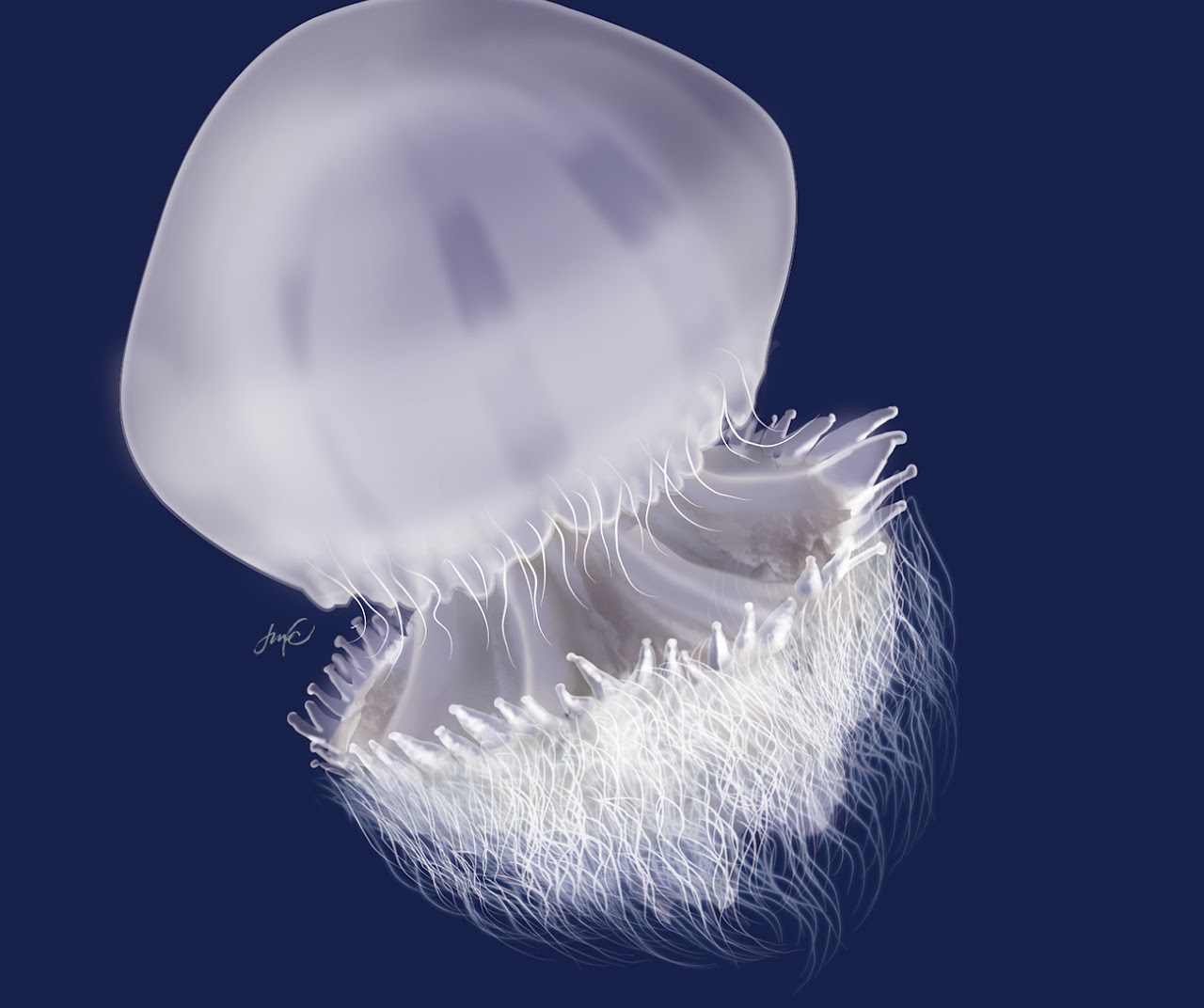 Illustration of a moon jellyfish drifting in deep blue water