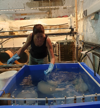 A researcher handling live jellyfish in a large blue holding tank in the wet laboratory