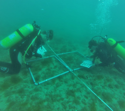 Two divers measuring and recording data at a quadrat frame on the seabed